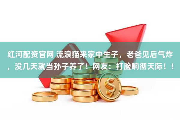 红河配资官网 流浪猫来家中生子，老爸见后气炸，没几天就当孙子养了！网友：打脸响彻天际！！